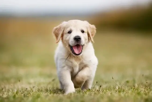 Association of Pet Dog Trainers : 宠物犬训练师协会