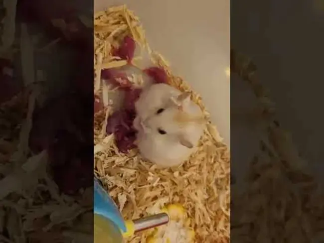 Baby Hamster Kidney : 小仓鼠肾