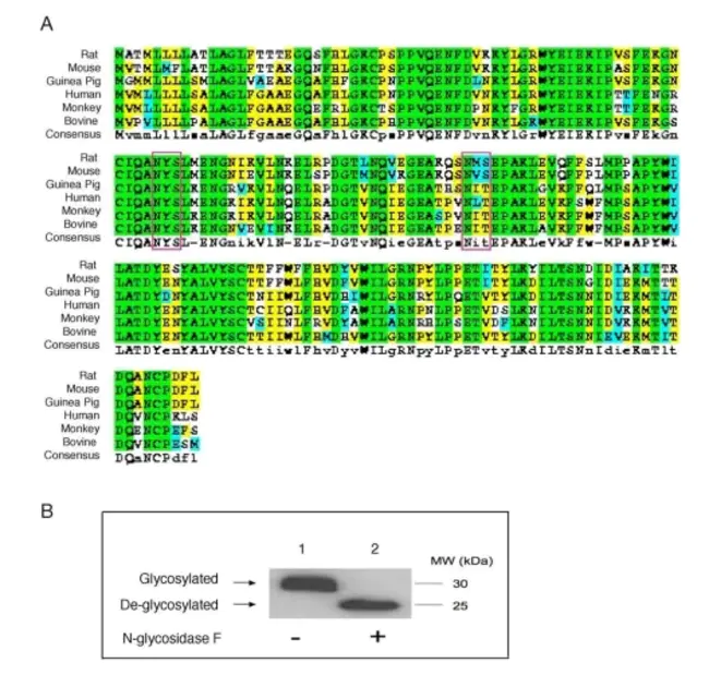 Atherogenic Lipoprotein Phenotype : 动脉粥样硬化性脂蛋白表型