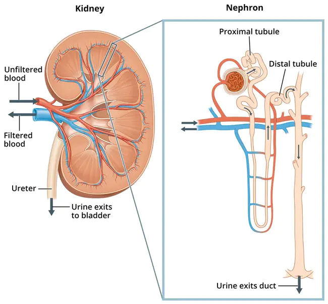 Renal UltraSound : 肾超声