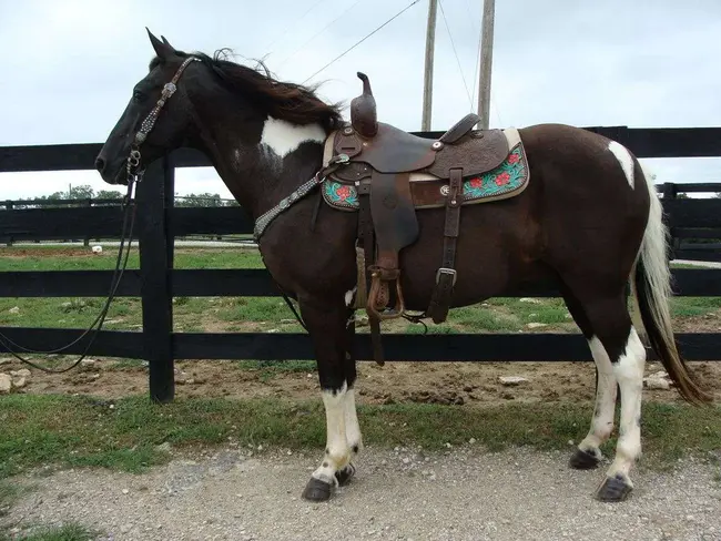 Spotted Saddle Horse Breeds & Exhibitors Association : 斑点马鞍马品种及展商协会