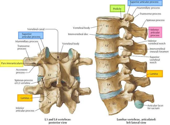 Lumbar Vertebrae 5 to Sacral Vertebrae 1 connection : 腰椎 5 到骶椎 1 连接