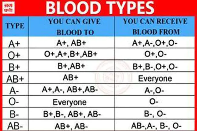 Blood types A, B, and O Blood Typing System : 血型A、B和O血型分型系统