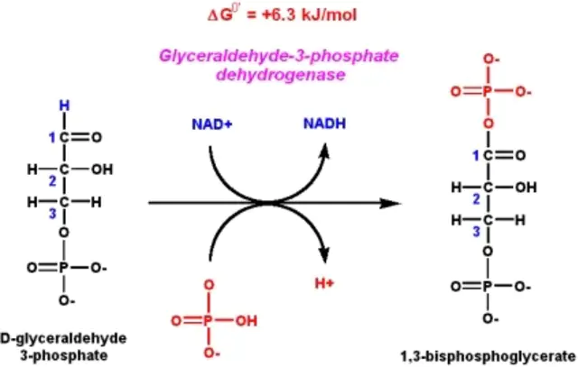 Glyceraldehyde-3-Phosphate : 甘油醛-3-磷酸酯