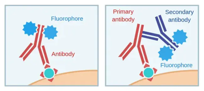 Immuno-Fluorescence Assay : 免疫荧光分析