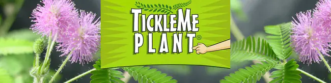 TickleMe Plant : 蜱类植物