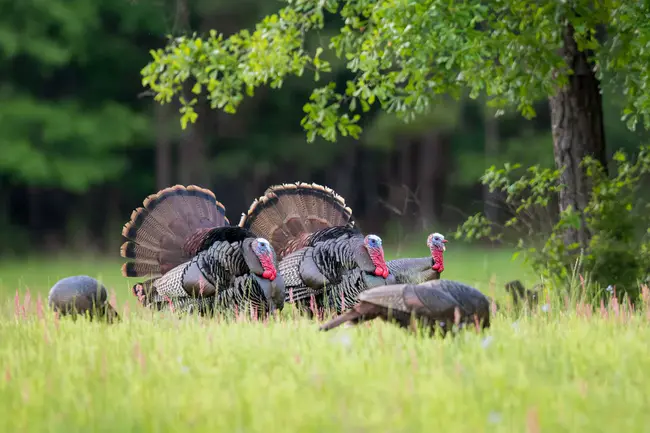 Wild Turkey Federation : 野生火鸡联合会