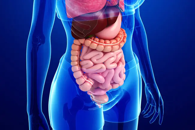 Gastro-Intestinal Tract : 胃肠道