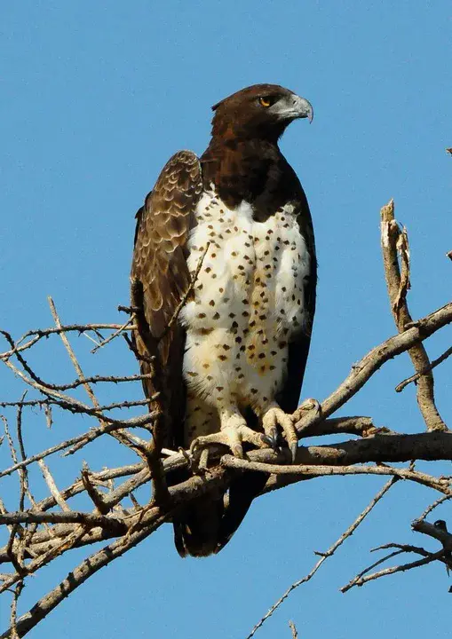 African Eagle : 非洲鹰