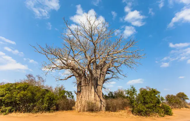 Baobab Res. : 猴面包树属