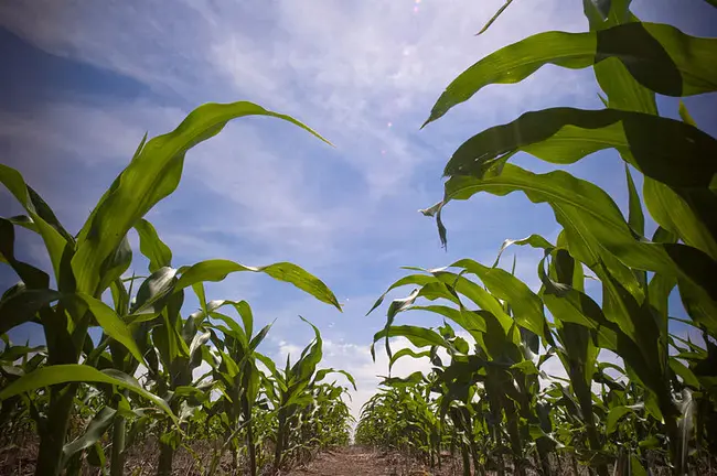 Gem Biofuels : 宝石生物燃料