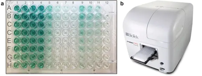 Immuno. Sys : 免疫。系统