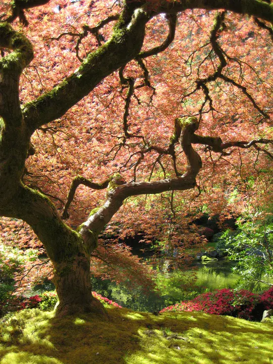 Maple Energy : 枫树能源