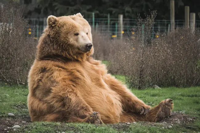 Northern Bear : 北极熊