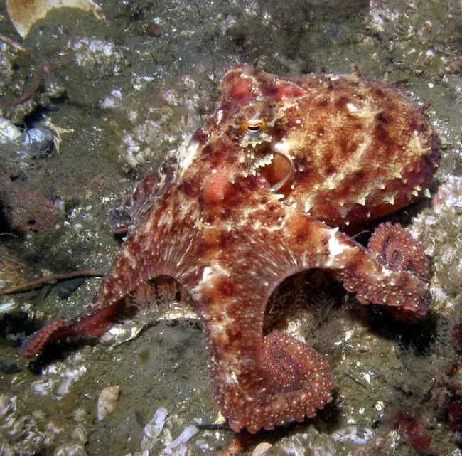 Octopus T. 2 : 章鱼T.2