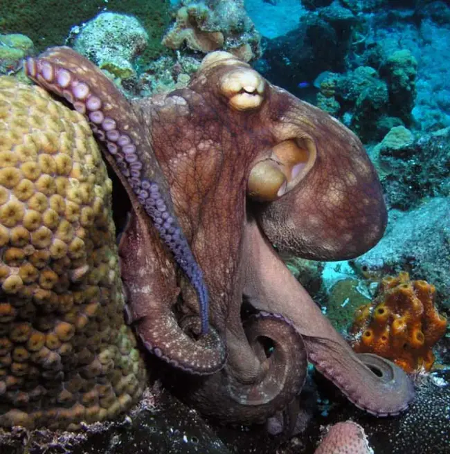 Octopus Vct : 章鱼VCT