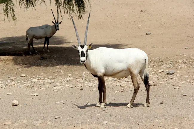Oryx Intl.gwth. : Oryx Intl.gwth。