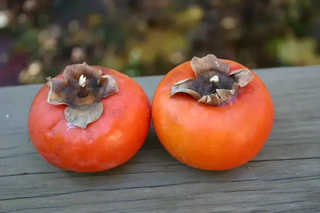 Persimmon : 柿子