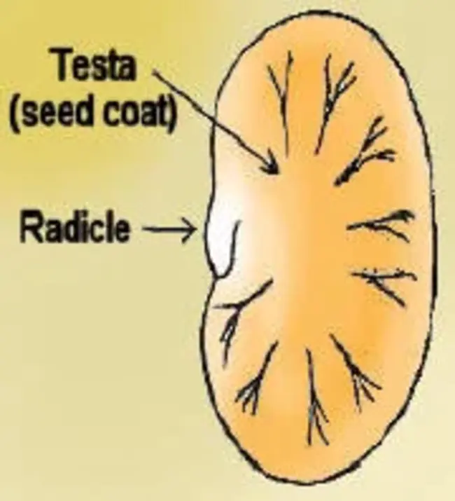 Radicle Proj. : 胚根突出