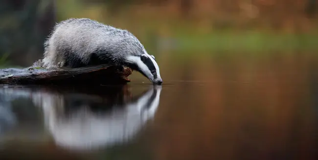 Badger Income Fund : 獾收入基金