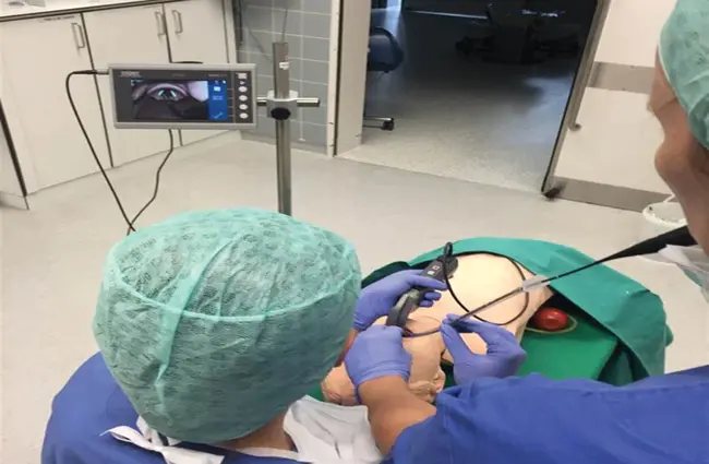 Fibre Optic Laryngoscopy : 纤维光学喉镜