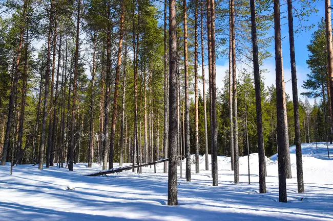 Rovaniemi, S-Finland : 芬兰南部罗瓦涅米