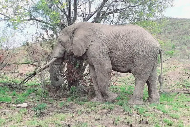 Pilanesberg/Sun City, South Africa : 南非皮兰斯堡/太阳城