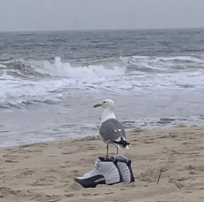 Seagulls, South Africa : 海鸥，南非