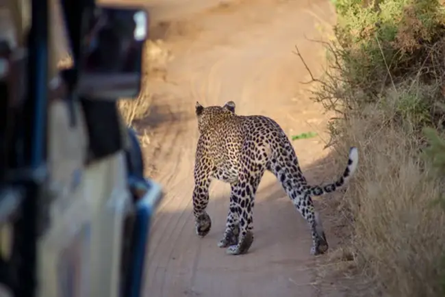 Samburu South, Kenya : 肯尼亚桑布鲁南部