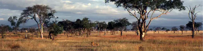 Mikumi, Tanzania : 坦桑尼亚米库米