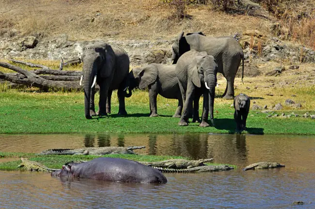 Msembe-Ruaha National Park Fie, Tanzania : 姆森贝-鲁阿哈国家公园 Fie, 坦桑尼亚