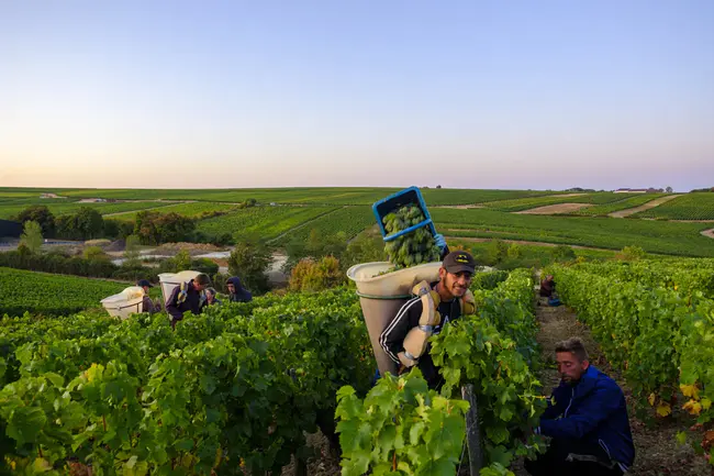 Pouilly-Maconge, S-France : 法国南部普伊马孔日