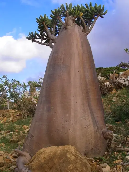 Socotra, Yemen : 也门索科特拉岛