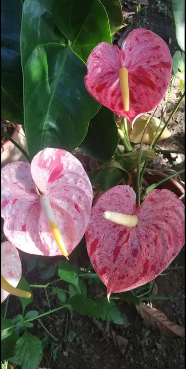 Balao Chico, Ecuador : 巴拉奥·奇科，厄瓜多尔