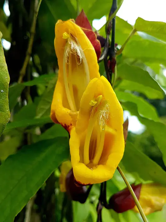 Senhor Do Bonfim, Brazil : 巴西杜邦芬参议员