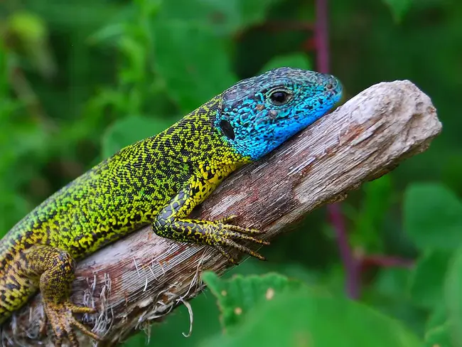 Lagarto, Peru : 秘鲁拉加尔图