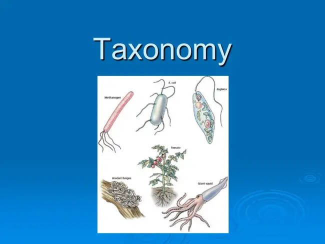 Taxon Advisory Group : 税务咨询小组