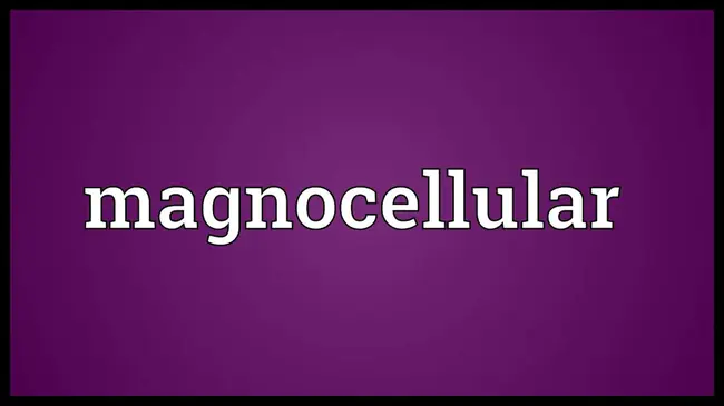 Magnocellular Basal Forebrain : 厚朴细胞基底前脑