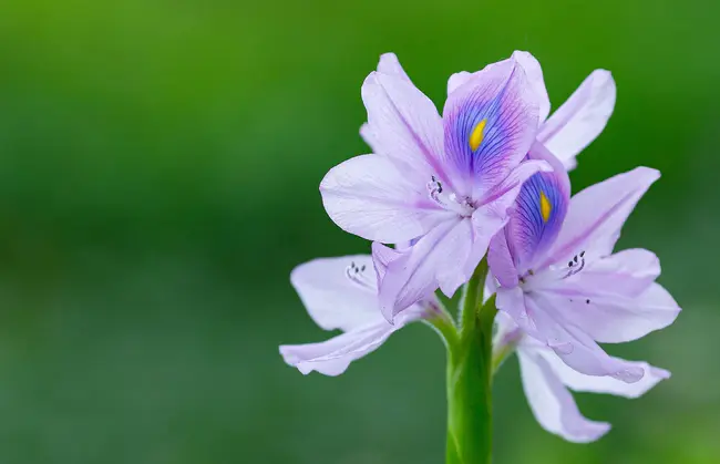 Aquatic Plant Information Retrieval System : 水生植物信息检索系统