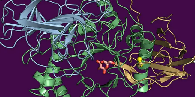 Galactocerebrosidase : 半乳糖酵素