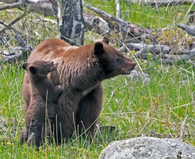 Rocky-mountain Area Wildlife Research : 落基山区野生动物研究