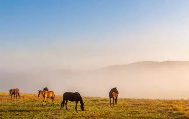 Equine Assisted Growth & Development : 马辅助生长发育