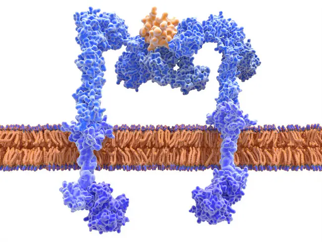 Tyrosine-protein kinase : 酪氨酸蛋白激酶