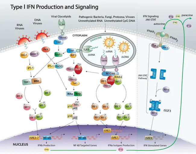 IFN : 干扰素