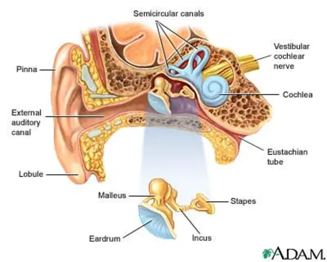 Acute Necrotizing Ulcerative Gingivitis : 急性坏死性溃疡性牙龈炎