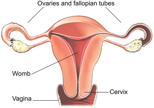 hysterectomy : 子宫切除术