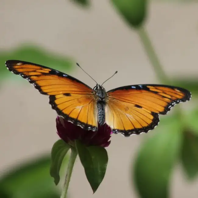 Zanzibar Butterfly Centre : 桑给巴尔蝴蝶中心