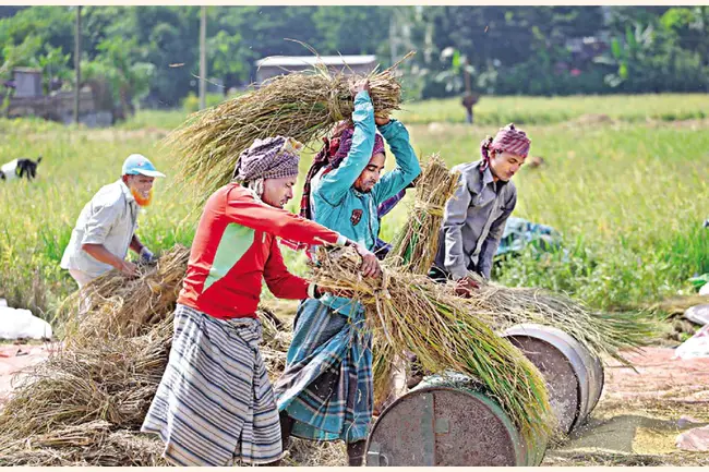 Bangladesh Agricultural Development Corporation : 孟加拉国农业发展公司