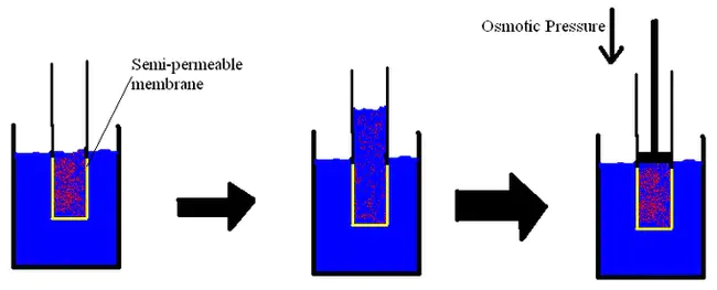 Osmotic Pressure : 渗透压