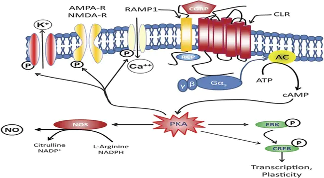 Calcitonin Gene-Related Peptide : 降钙素基因相关肽